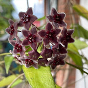 Black Hoya Seeds
