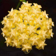 Pale Yellow Hoya Seeds