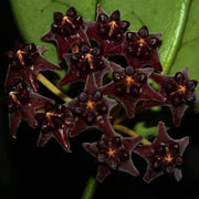 Black Hoya Seeds
