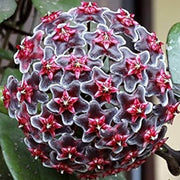 Black Red Hoya Seeds