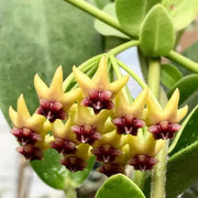 Blooming Hoya Seeds