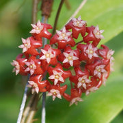 Mixed Hoya Seeds