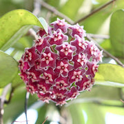 Violet Hoya Seeds