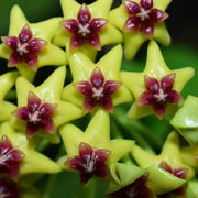 Blooming Hoya Seeds