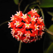 Mixed Hoya Seeds
