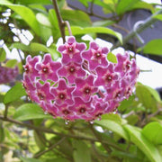 Violet Hoya Seeds
