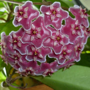 Violet Hoya Seeds