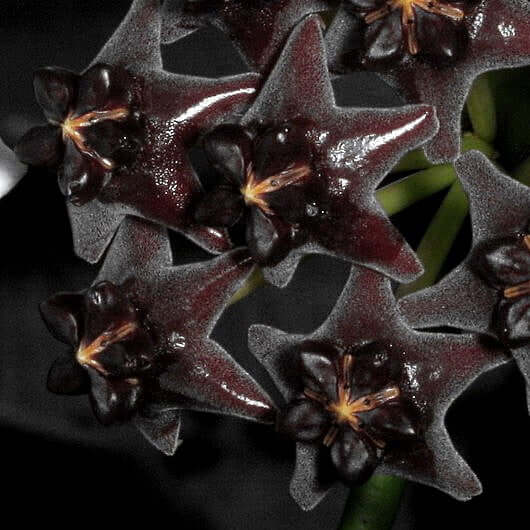 Black Hoya Seeds