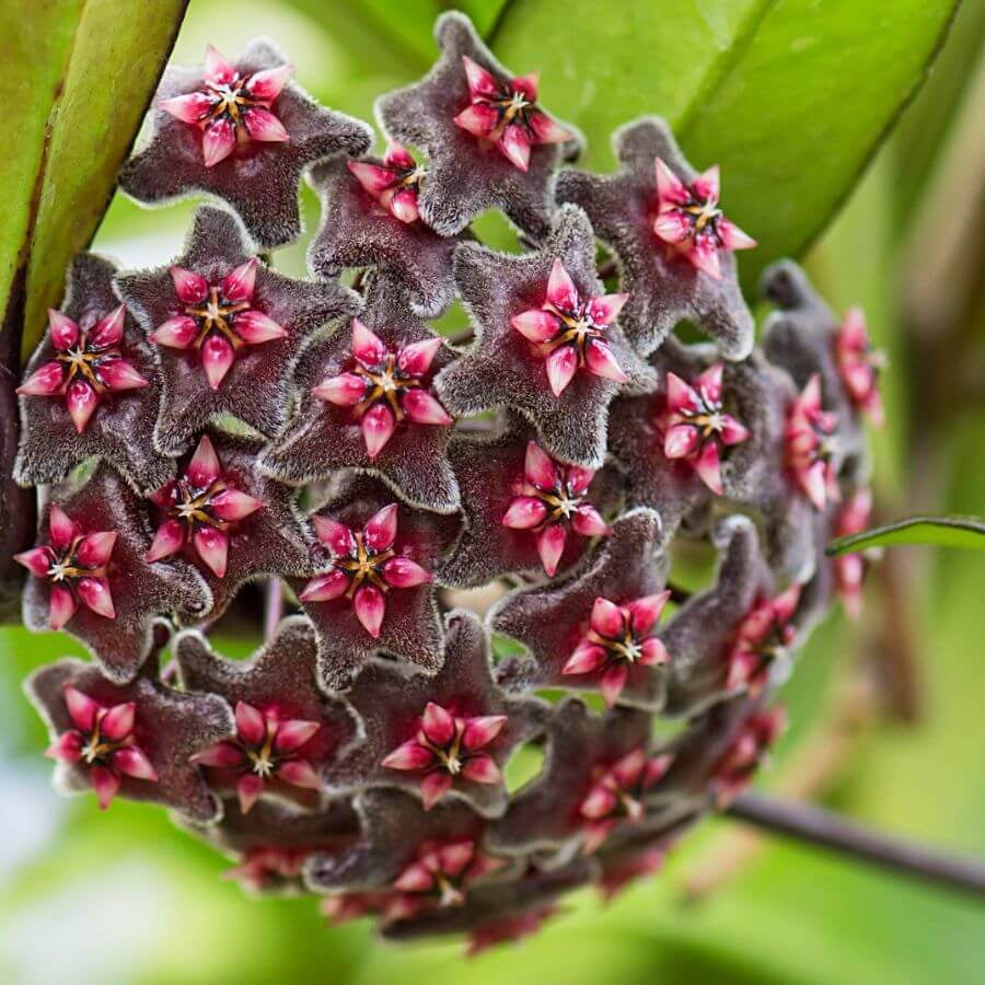 Black Red Hoya Seeds