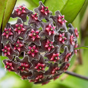 Black Red Hoya Seeds