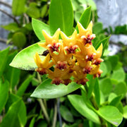 Blooming Hoya Seeds