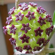 Green Maroon Hoya Seeds