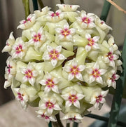 Green White Hoya Seeds