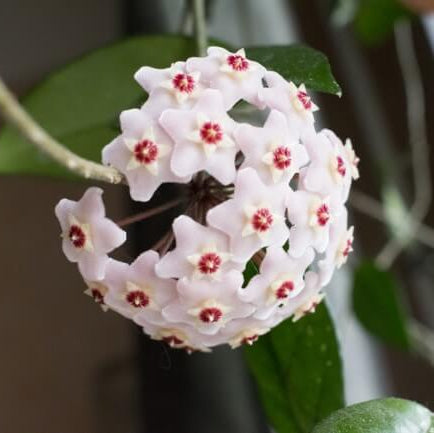 Hardy Hoya Seeds