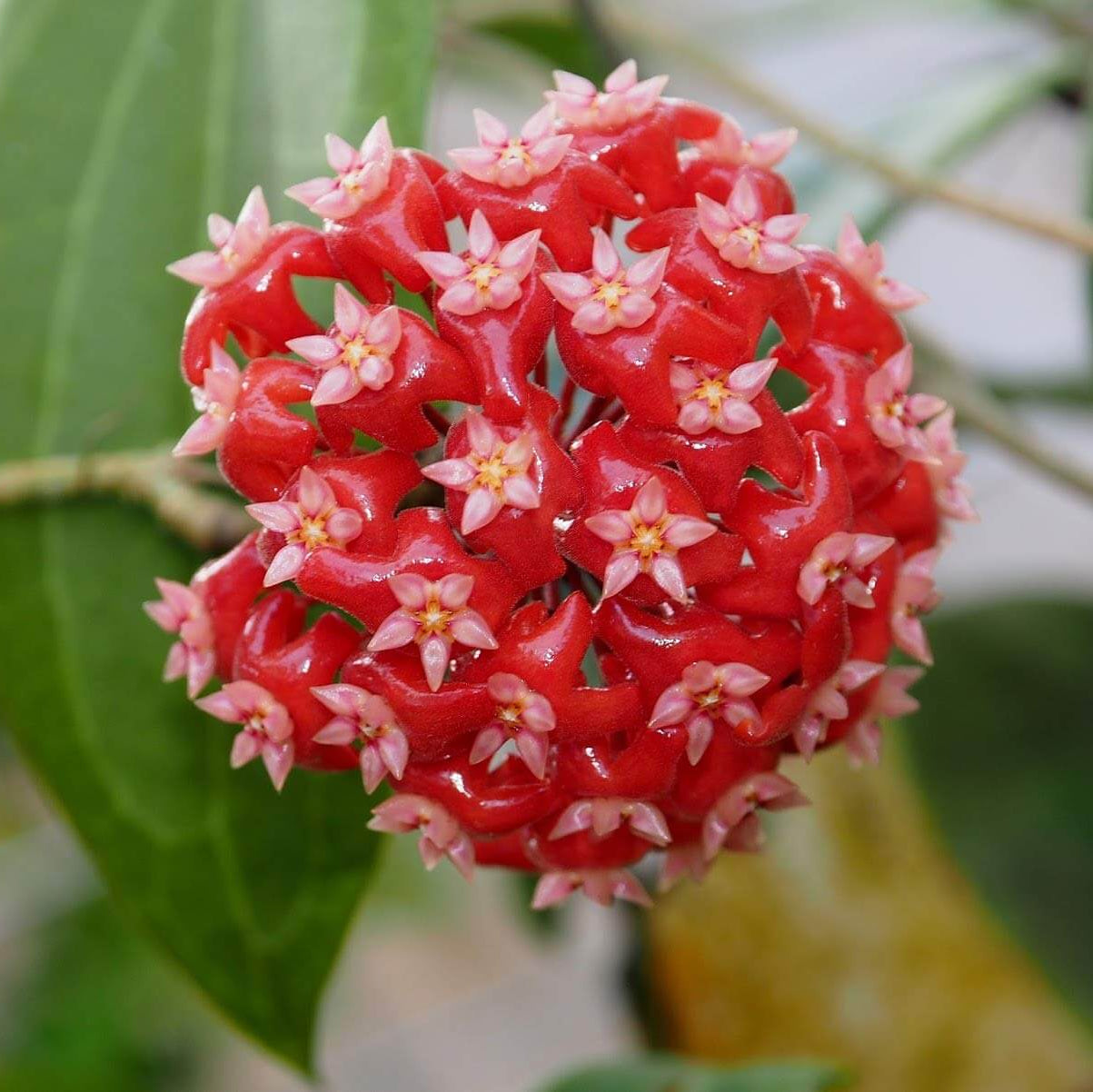 Mixed Hoya Seeds