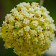 Pale Yellow Hoya Seeds