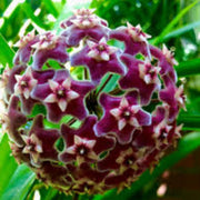 Violet Hoya Seeds