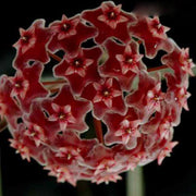 Burgundy Hoya carnosa Seeds