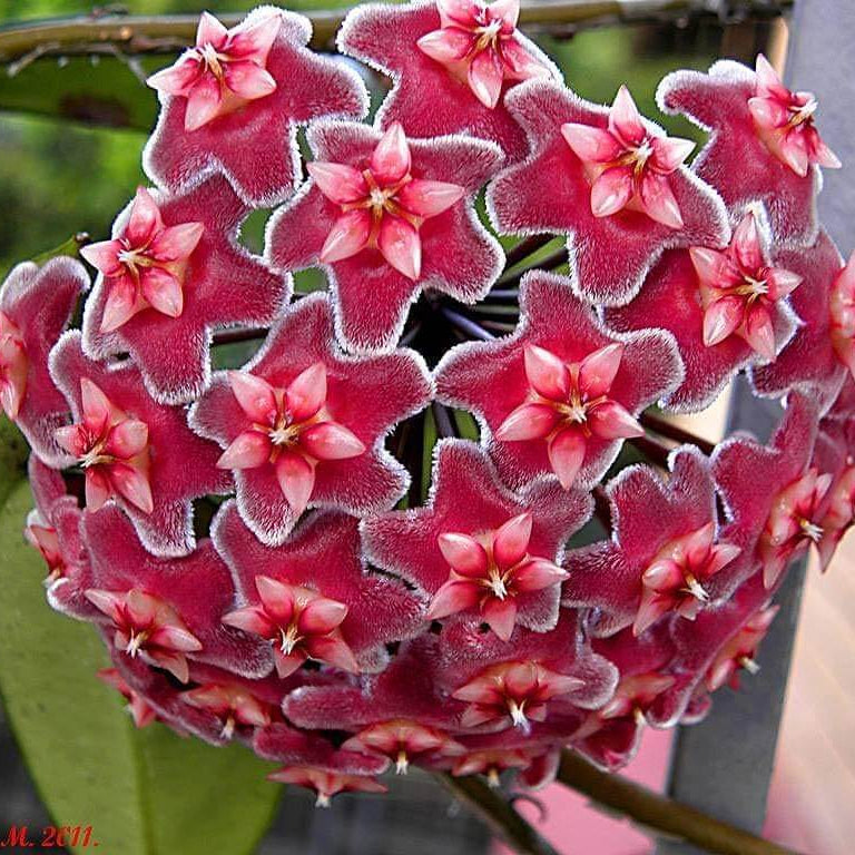Burgundy Hoya carnosa Seeds