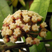 Dark Cream Hoya carnosa Seeds