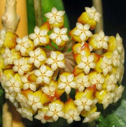 Dark Cream Hoya carnosa Seeds
