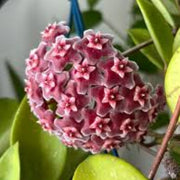 Dark Maroon Hoya carnosa Seeds