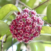 Dark Maroon Hoya carnosa Seeds