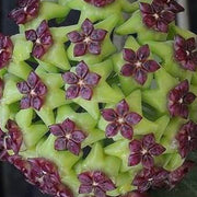 Green Purple Hoya carnosa Seeds