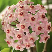 Light Pink Hoya carnosa Seeds