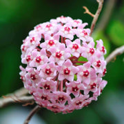 Light Pink Hoya carnosa Seeds