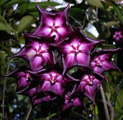 Purple Hoya carnosa Seeds