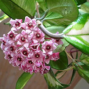 Hoya carnosa Seeds