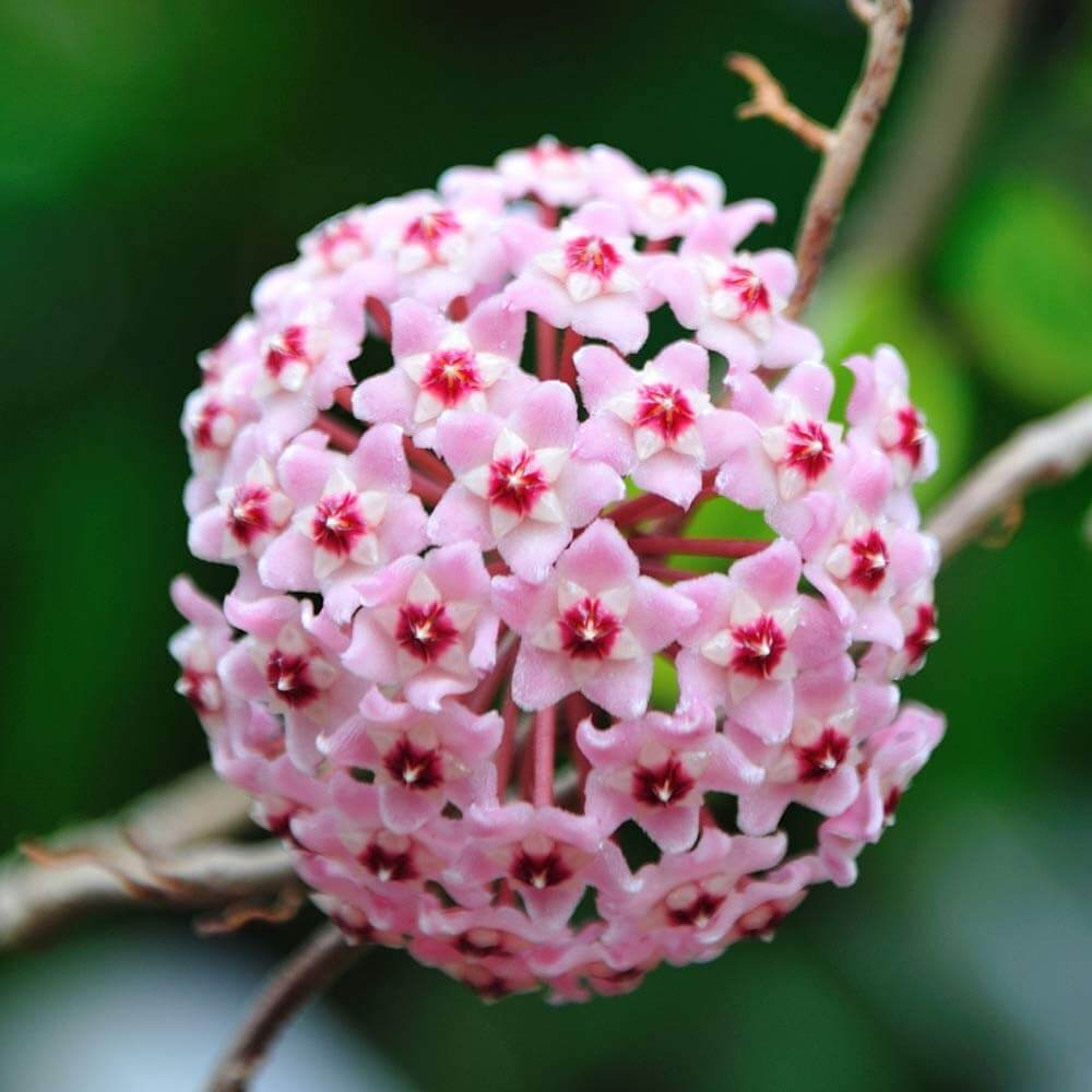 Hoya carnosa Seeds
