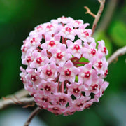 Hoya carnosa Seeds