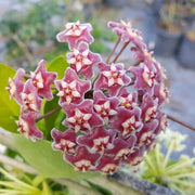 Burgundy Hoya carnosa Seeds