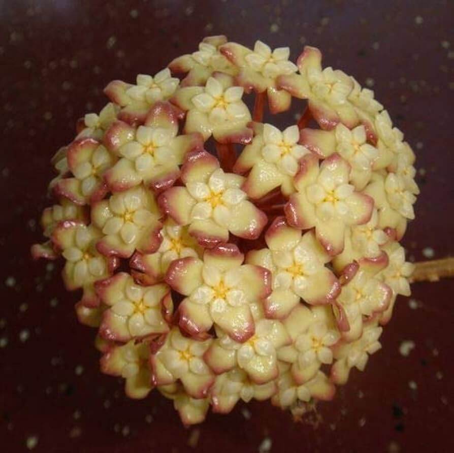 Dark Cream Hoya carnosa Seeds