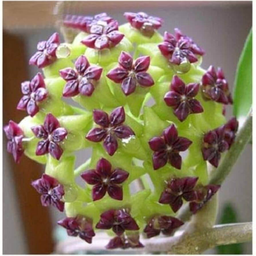 Green Purple Hoya carnosa Seeds