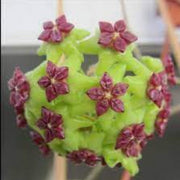 Green Purple Hoya carnosa Seeds
