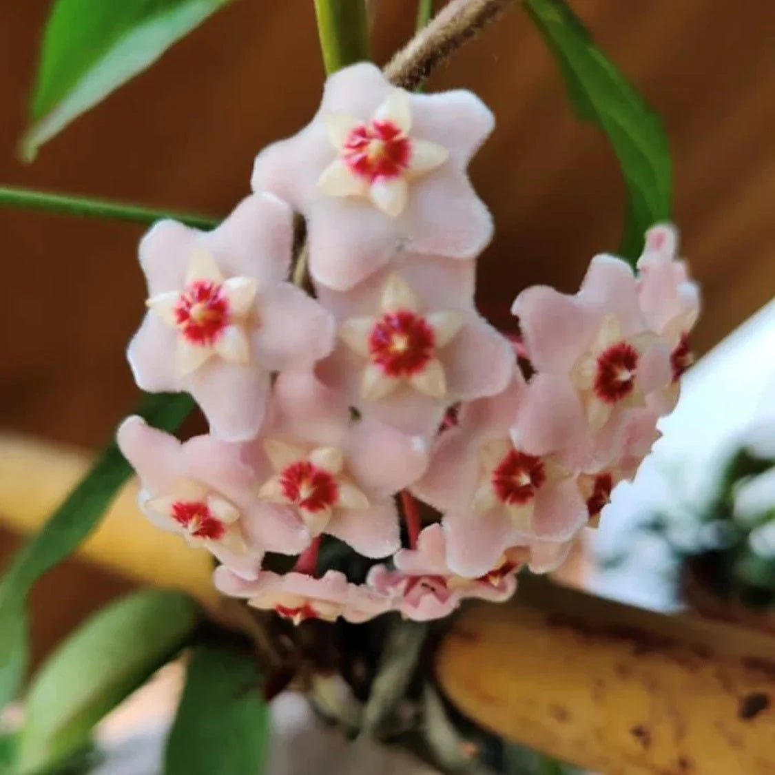 Light Pink Hoya carnosa Seeds
