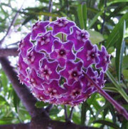 Purple Hoya carnosa Seeds