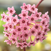 Hoya carnosa Seeds