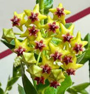 Yellow Maroon Hoya carnosa Seeds