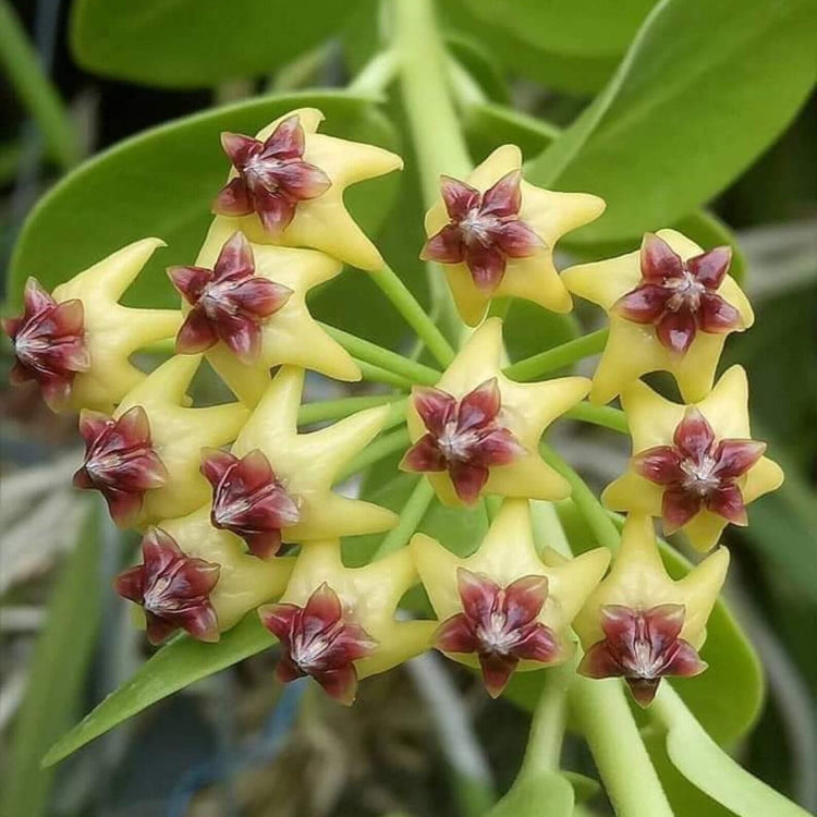 Yellow Maroon Hoya carnosa Seeds