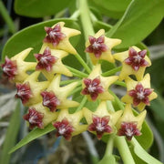 Yellow Maroon Hoya carnosa Seeds