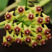 Yellow Maroon Hoya carnosa Seeds