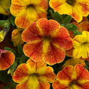 Hula Series Seeds - Flower Plant
