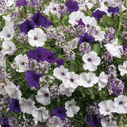 Hula Series Seeds - Flower Plant