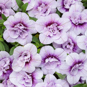 Hula Series Seeds - Flower Plant
