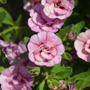 Hula Series Seeds - Flower Plant