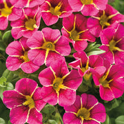 Hula Series Seeds - Flower Plant